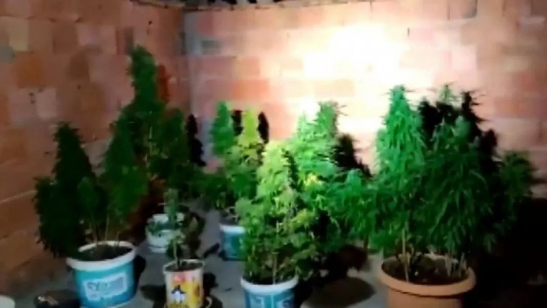 Ev değil kenevir tarlası