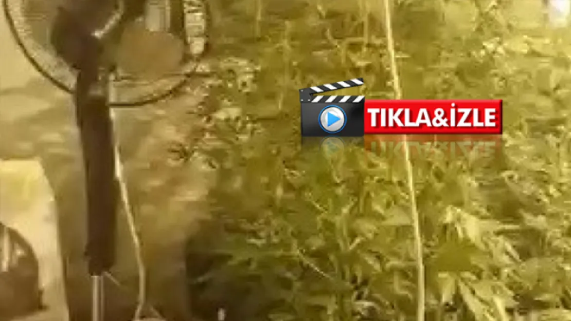 Evin içini seraya çevirip, uyuşturucu yetiştirmişler!