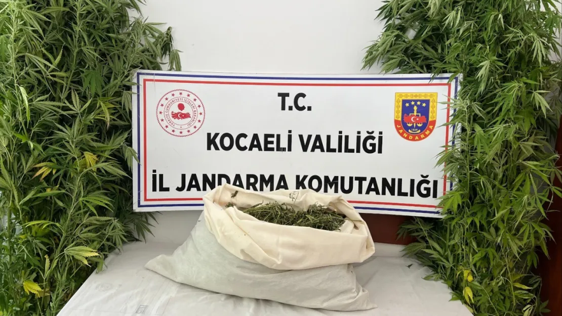 Evini uyuşturucu serasına çevirdi