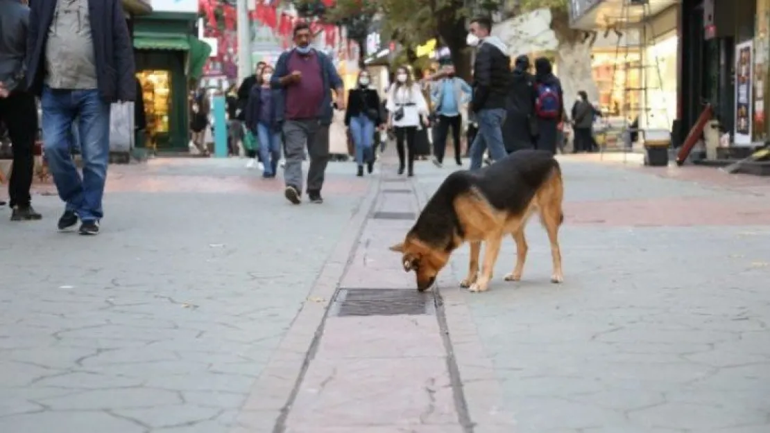 Fenomen köpek mazgal nöbetine ara verince esnaf meraklandı!