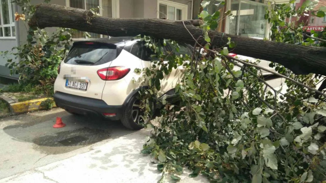 Fırtınanın devirdiği ağaç, otomobilin üzerine düştü