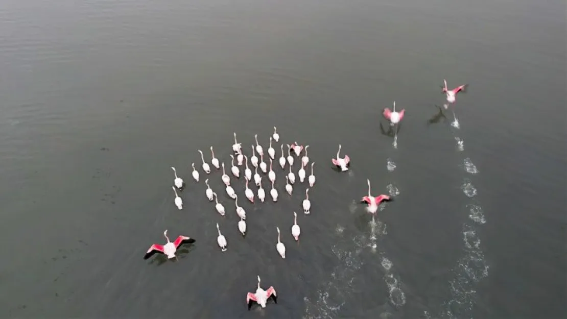 Flamingoların görsel şöleni