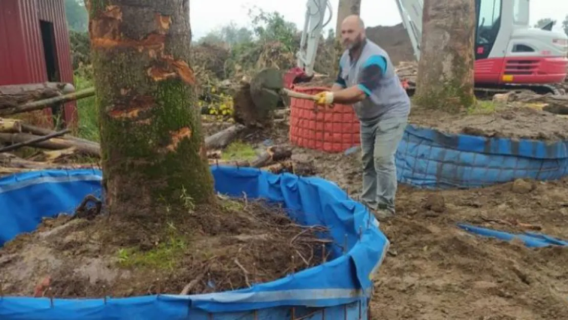 Fuar içindeki ağaçlar hassasiyetle sökülüyor!