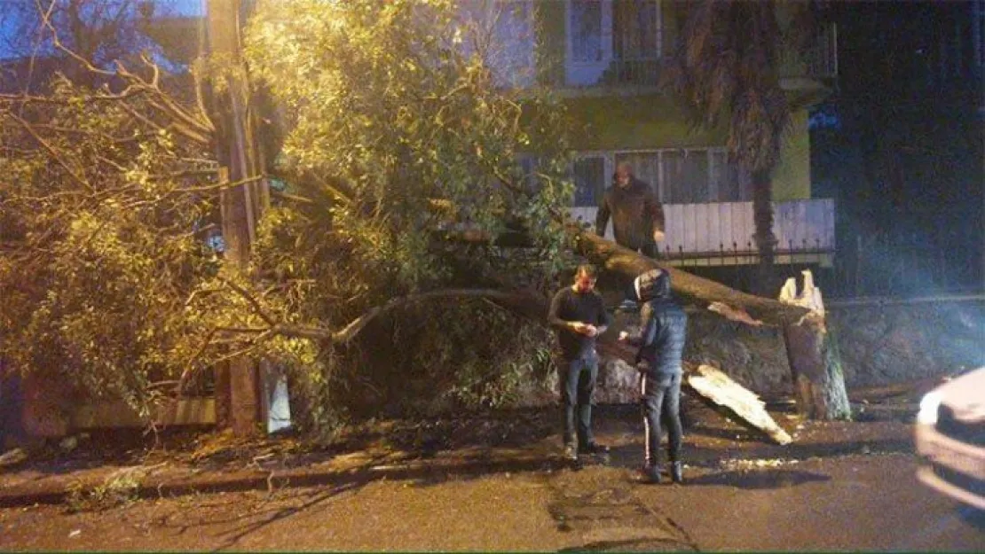 Gebze'de aşırı rüzgar ağaç devirdi