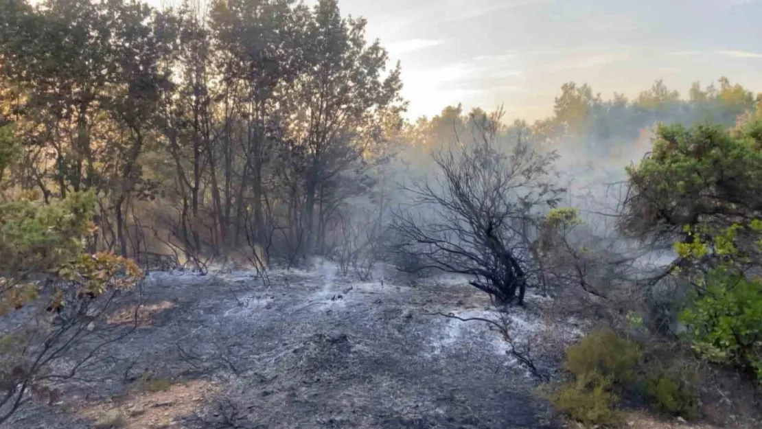 Gebze'de ormanlık alanda yangın çıktı