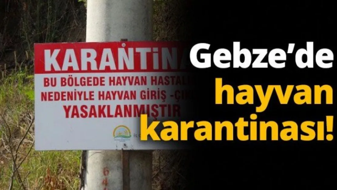 Gebze'de hayvan karantinası