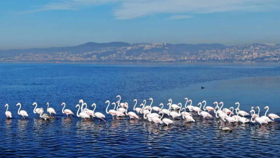 Göç etmeyen flamingolardan görsel şölen