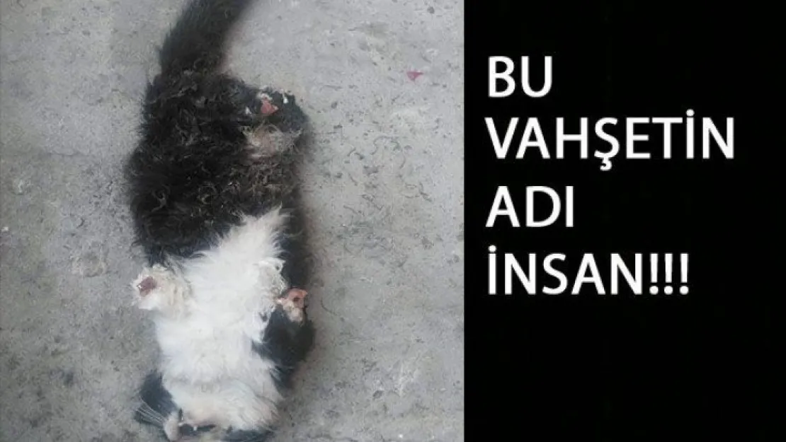 Gölcük'te vahşet!