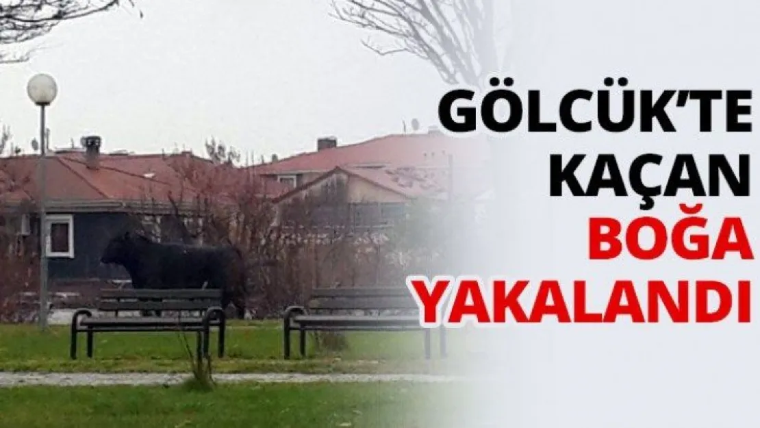 Gölcük'te kaçan boğa yakalandı