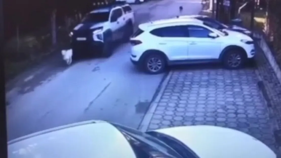 Göz göre göre köpeği ezmişti, o sürücü yakalandı