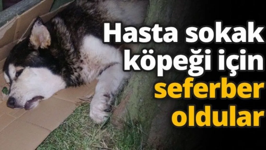 Hasta sokak köpeği için seferber oldular