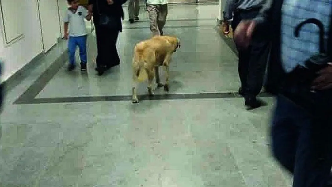 Hastaneyi köpekler bastı