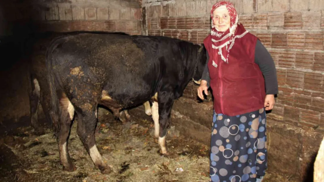 Hayvanlarını otlatan kadına şok sözler!