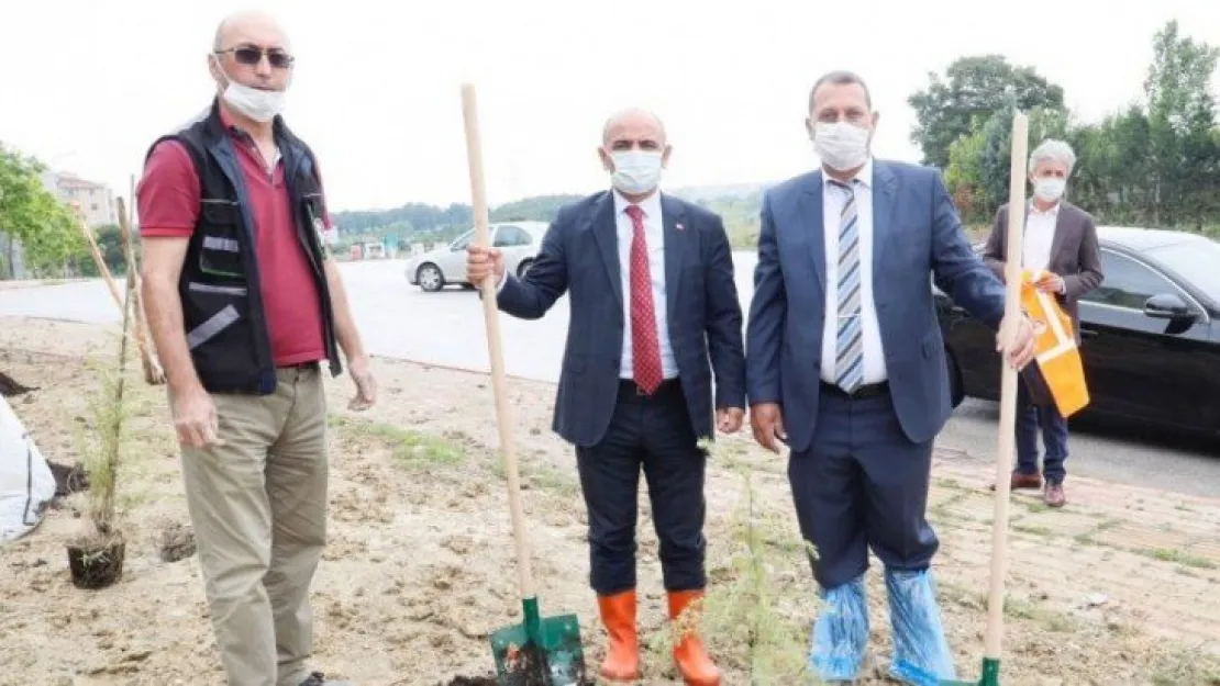 İlimtepe'ye 750 sedir ağacı