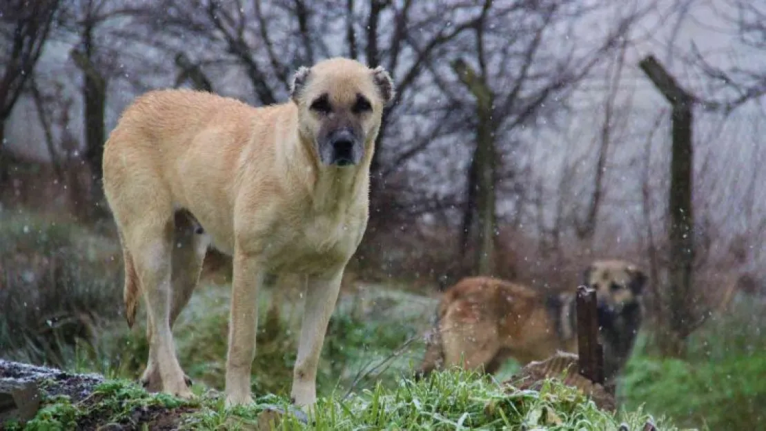 İstanbul'un köpekleri Kocaeli'de korku saçıyor