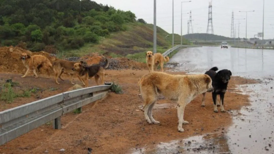 İstanbul'un köpekleri buraya bırakılıyor