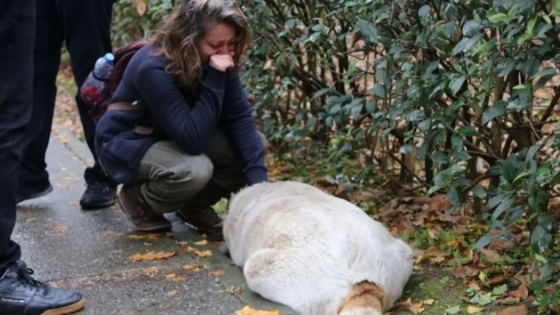 İzmit Belediyesi çalışanları köpekleri öldürdü!
