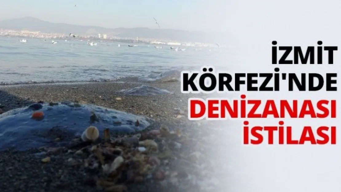 İzmit Körfezi'nde denizanası istilası