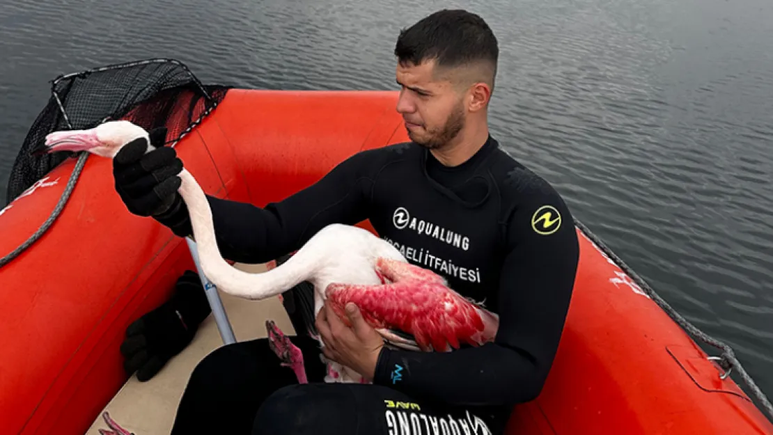 İzmit Körfezi'nde mahsur kalan yaralı flamingo kurtarıldı