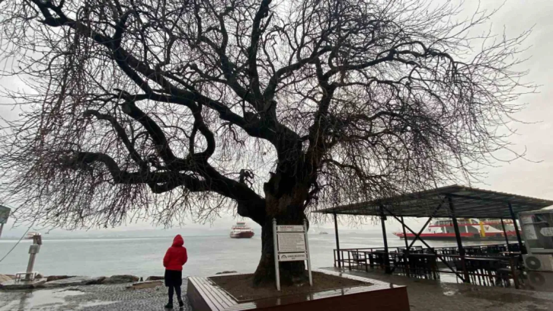 İzmit Körfezi'nin dibinde, 4 buçuk asırdır ayakta duruyor