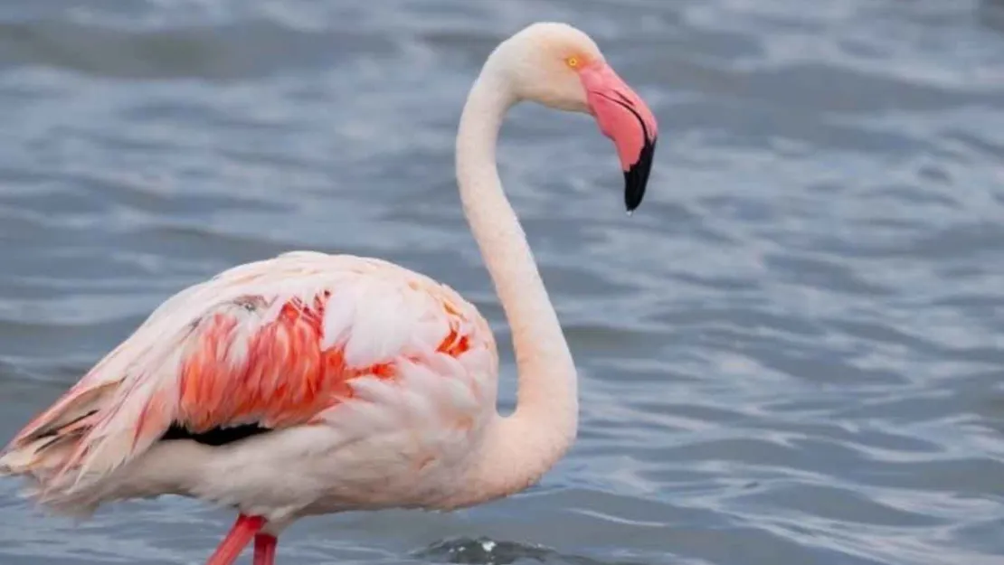 İzmit Körfezi'nin pembe süsleri geldi