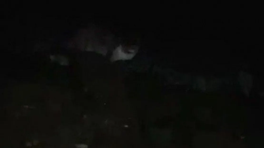 İzmit Körfezinde orkinos balığının ardından su samuru görüldü