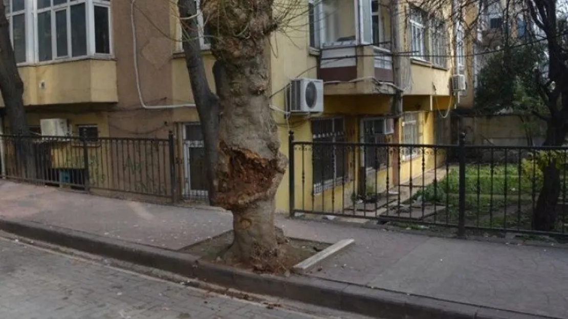 İzmit'te devrilme riski taşıyan ağaç kesildi