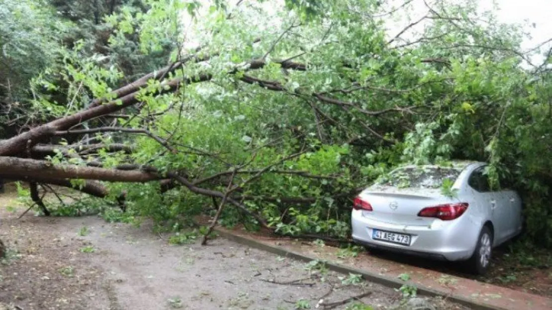 İzmit'te yarım saat arayla iki ağaç devrildi