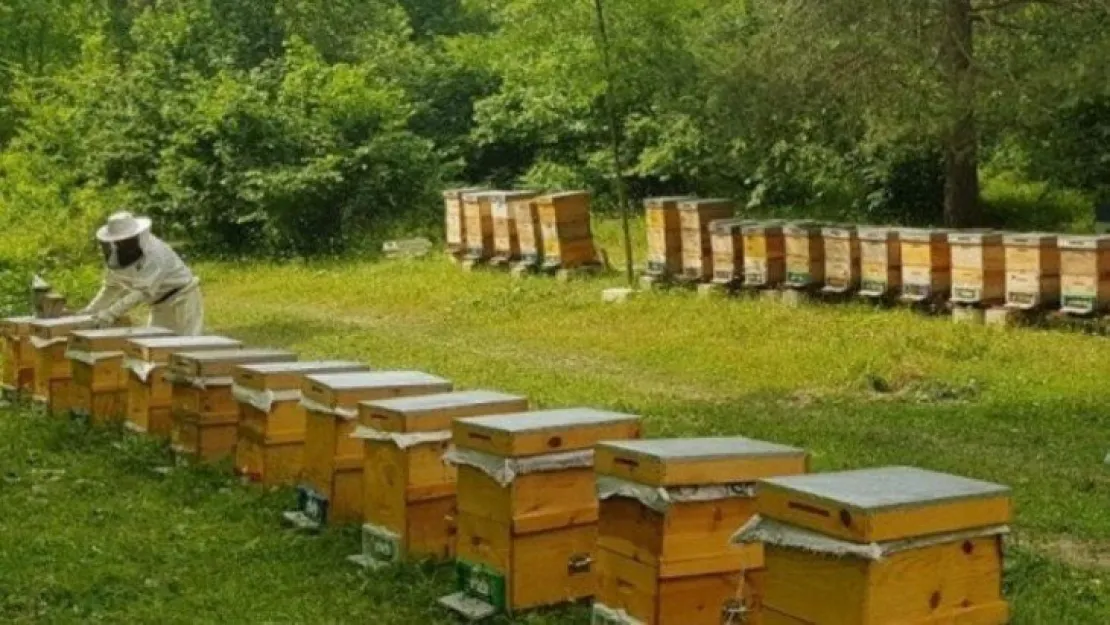 İzmit'te Arıcılık Eğitimi başvuruları uzatıldı