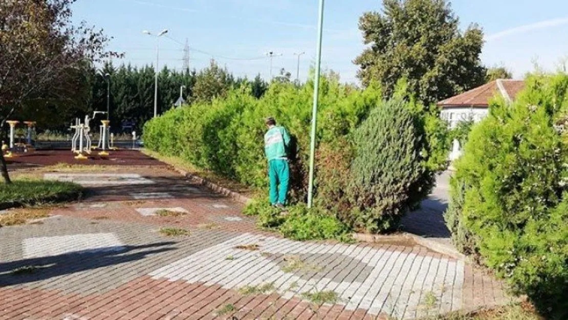 İzmit'te mevsimlik budama çalışmaları başladı