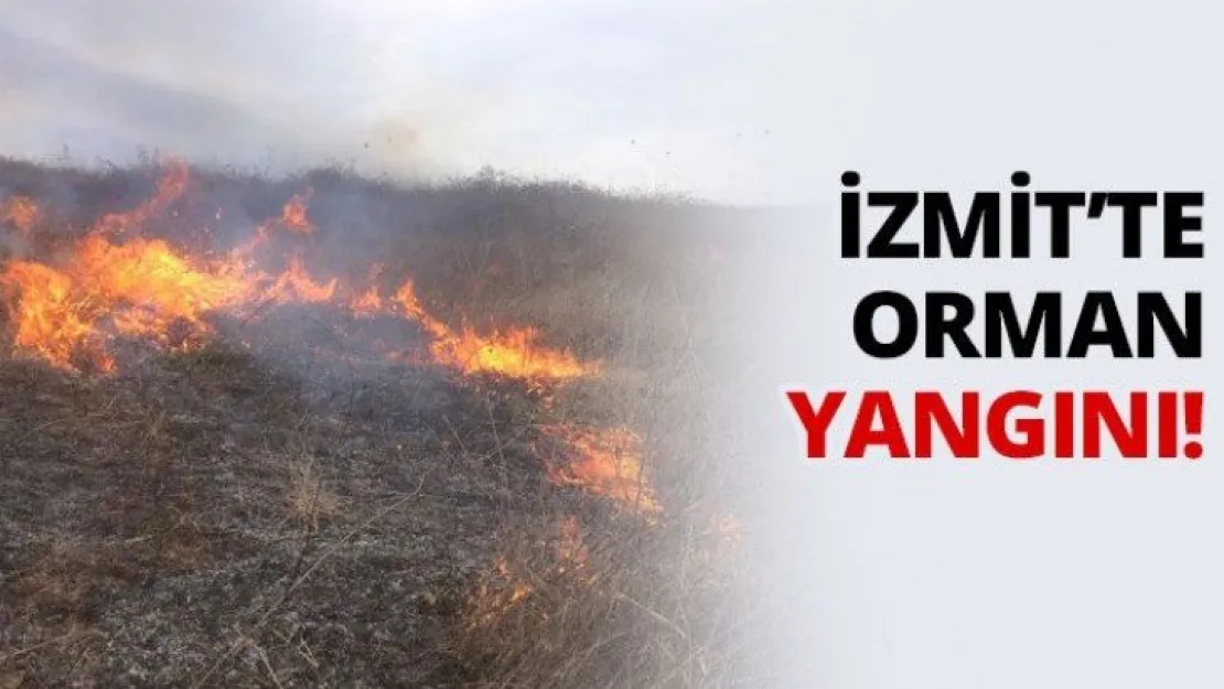 İzmit'te orman yangını!