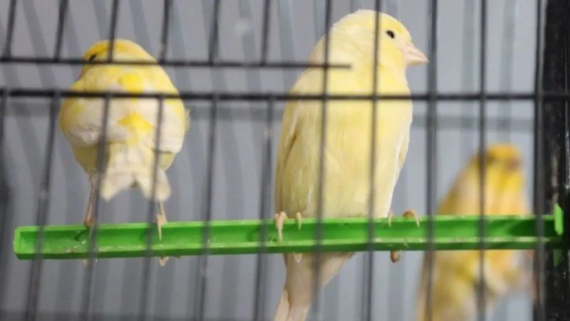 Kafes kuşu piyasasını pandemi vurdu