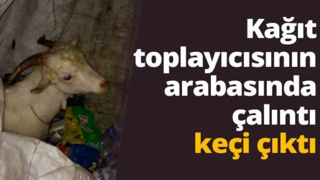 Kağıt toplayıcısının arabasında çalıntı keçi çıktı