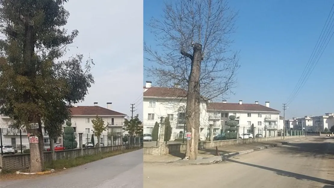Kaldırım için ağaçları yok ettiler!