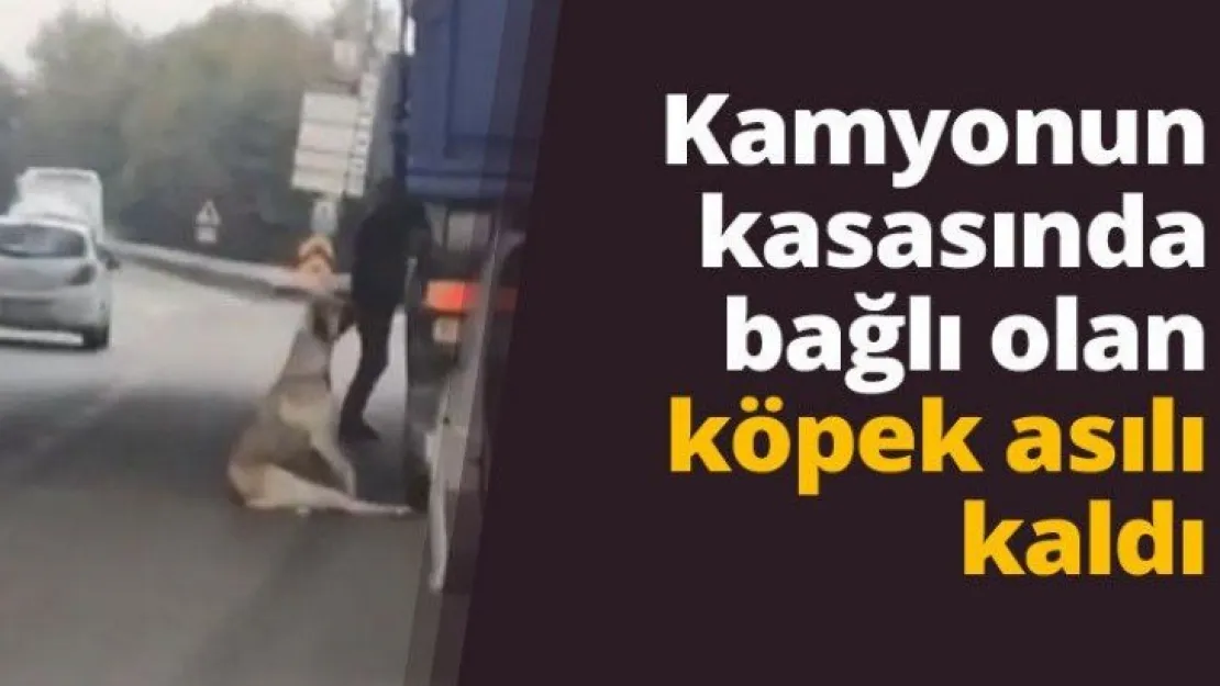 Kamyonun kasasında bağlı olan köpek asılı kaldı