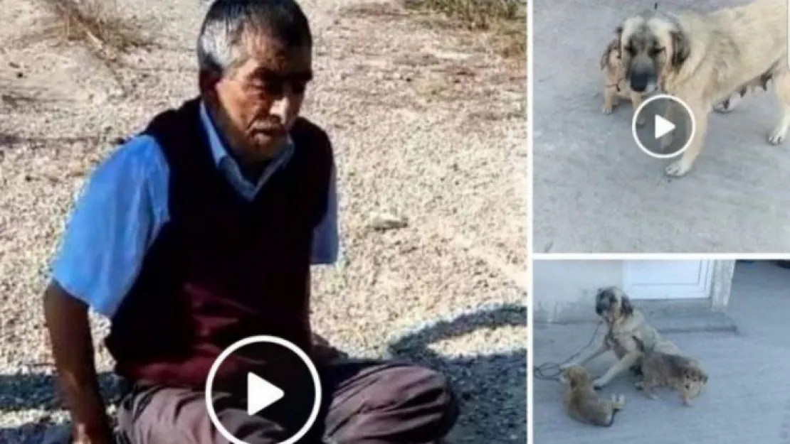 Kandıra'da köpeğe tecavüz ederken yakalandı!