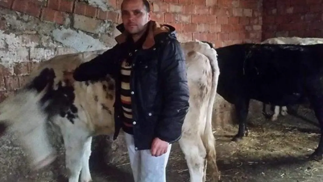 Kandıra'da kredi ile aldığı inekleri çalındı!