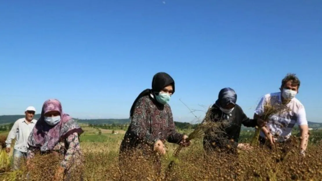 Kandıra keteni 30 yıl sonra hasat edildi