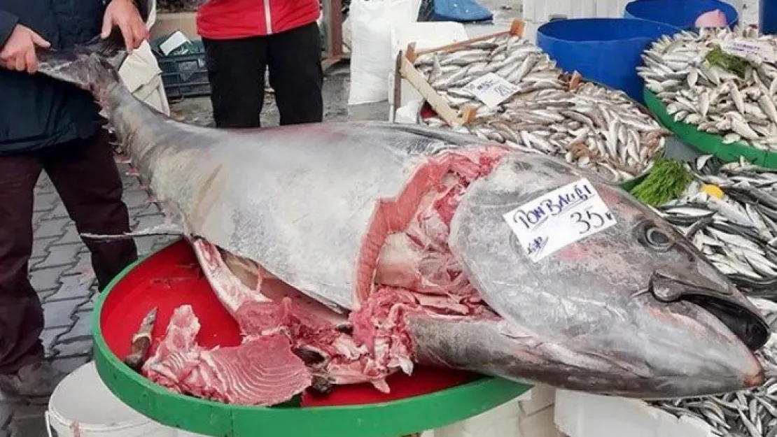 Karamürsel'deki dev orkinos şaşırttı! Bakın kaç kilogram