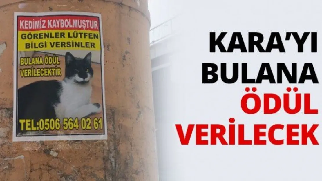 Kara'yı bulana ödül verilecek