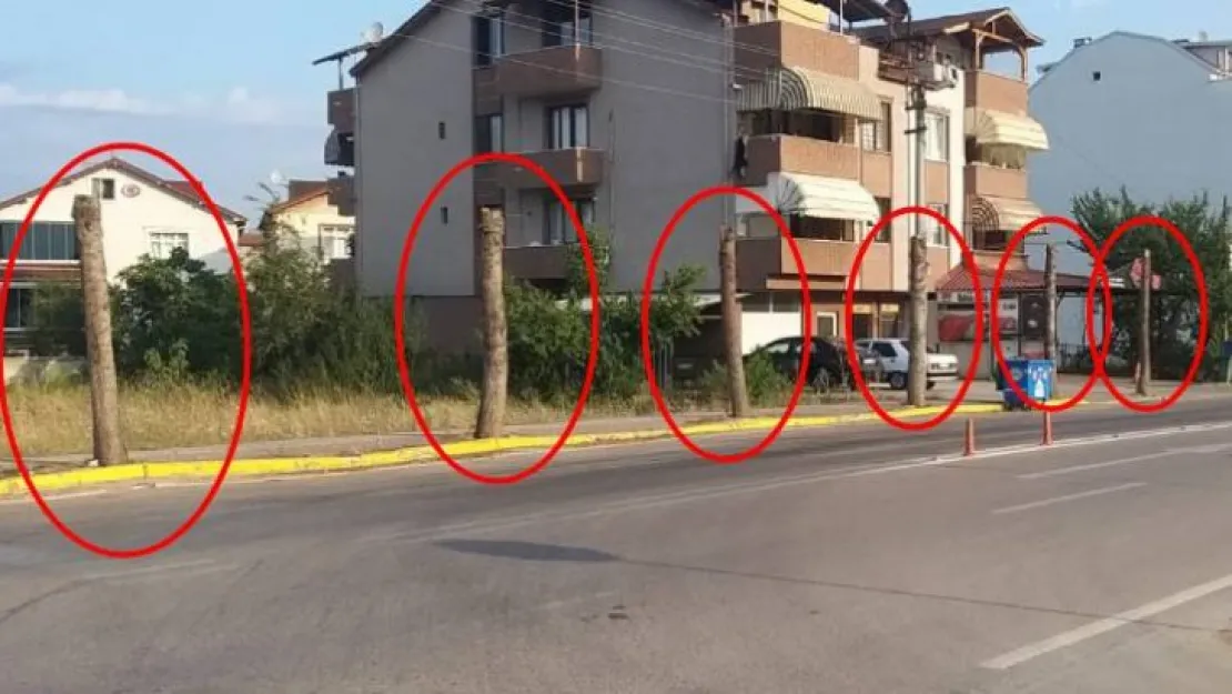 Kartepe'de ağaç katliamı!