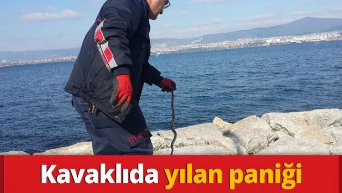 Kavaklıda yılan paniği