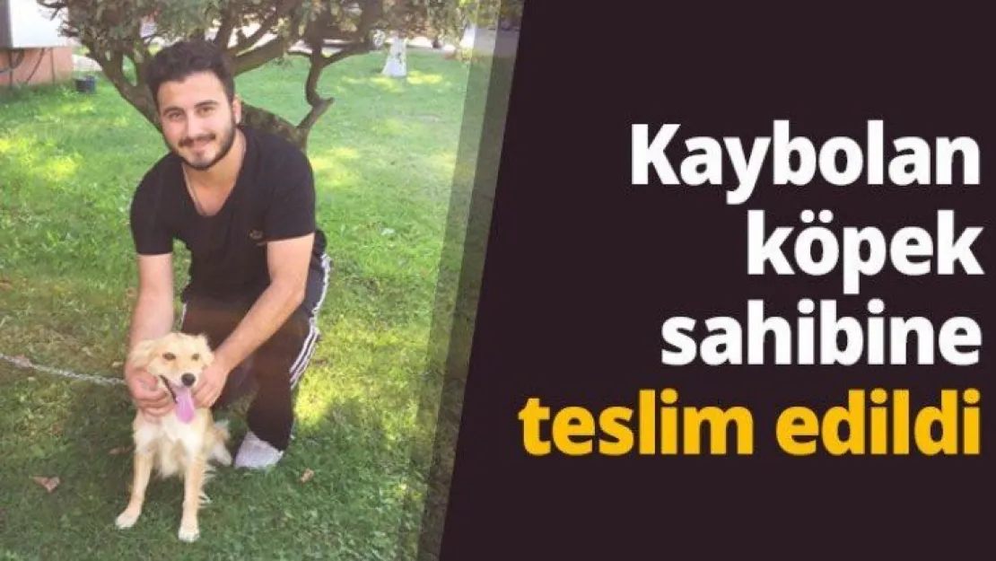 Kaybolan köpek sahibine teslim edildi