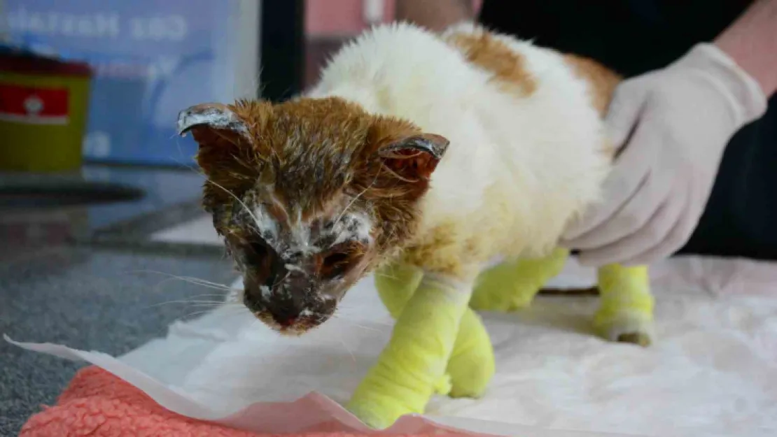 Kimyasal maddeye bulaşan kedi yürekleri burktu