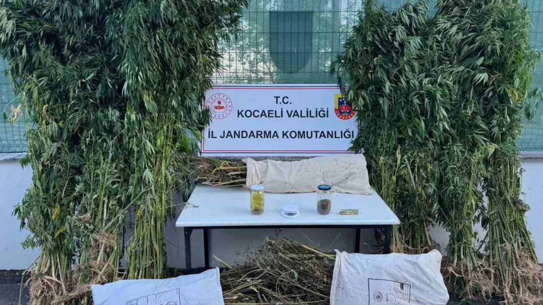 Kocaeli'de 12 kilo esrar ve 583 kök kenevir ele geçirildi