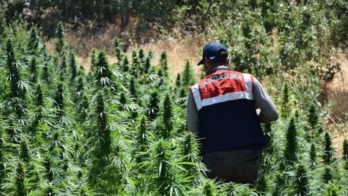 Kocaeli'de 30 kilo esrar ele geçirildi
