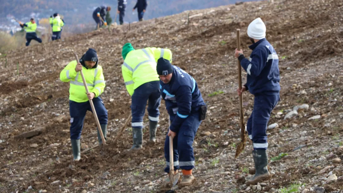 Kocaeli'de 4 bin ağaç toprakla buluşturuluyor