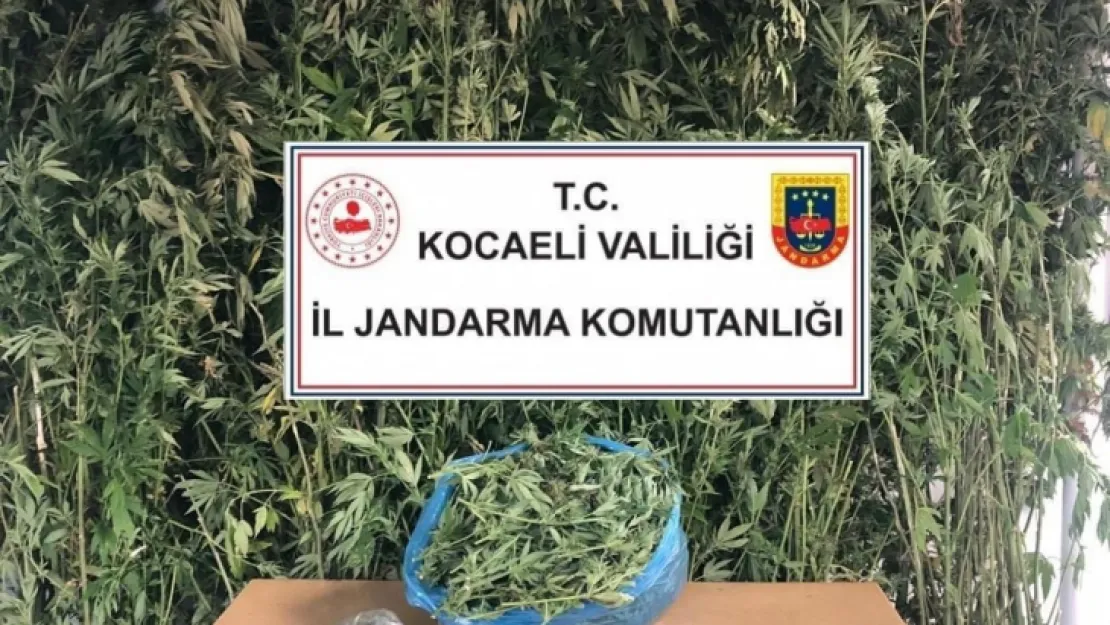 Kocaeli'de 4 kilo 825 gram esrar ele geçirildi