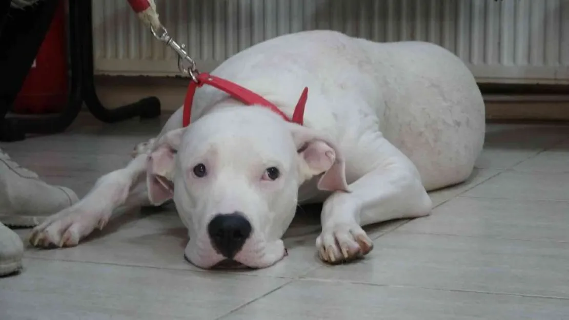 Kocaeli'de 400 yasaklı köpek kayıt altına altındı