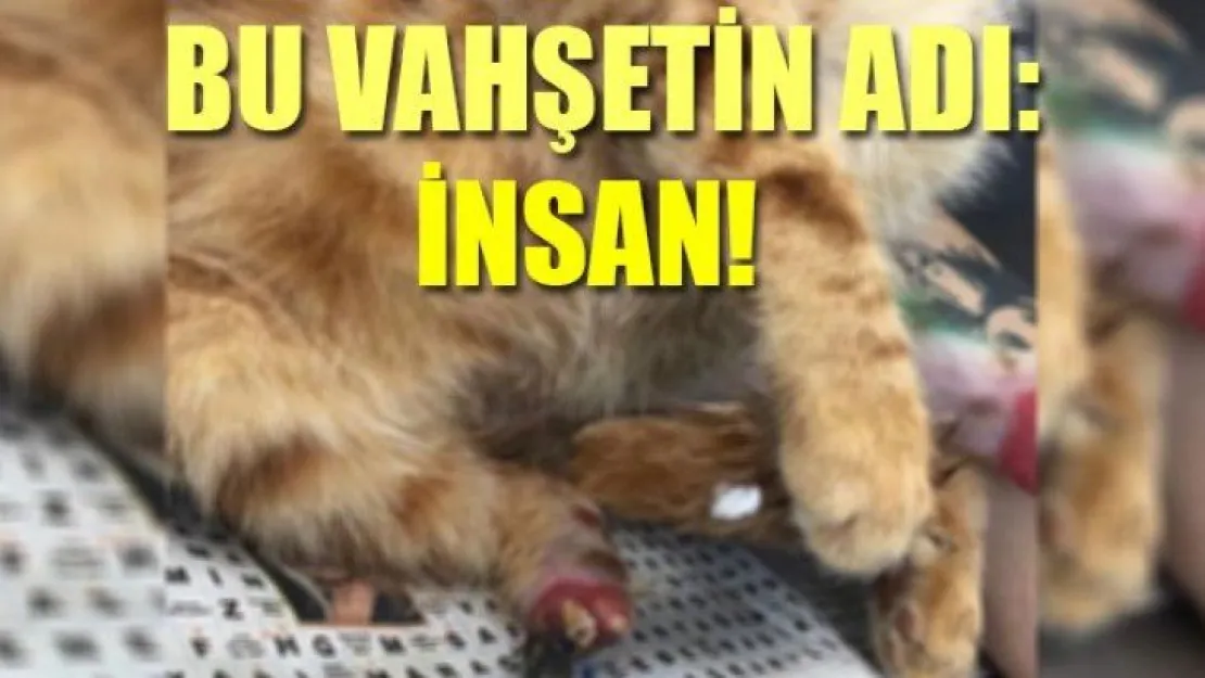 Kocaeli'de kan donduran görüntü!